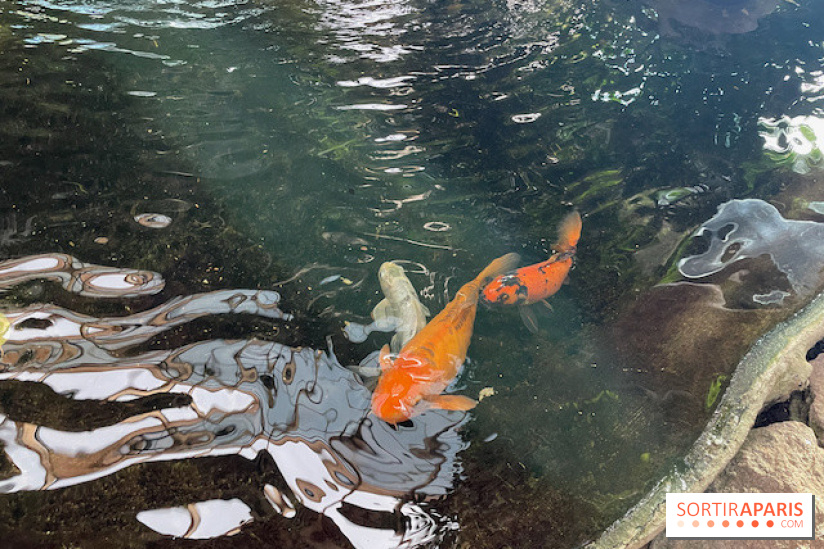 Center Parcs Les Trois Forêts - IMG 2378