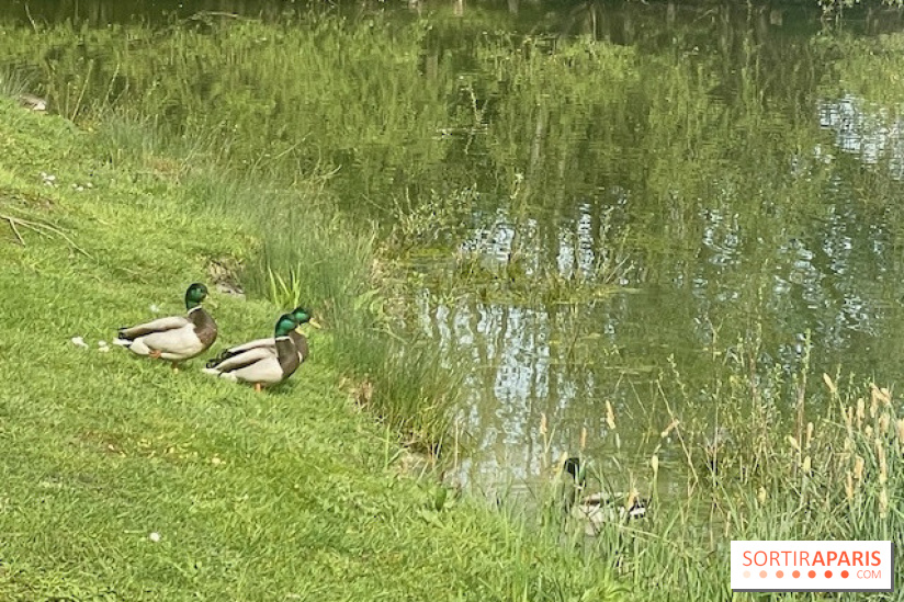 Center Parcs Lac d'Ailette - IMG 7613