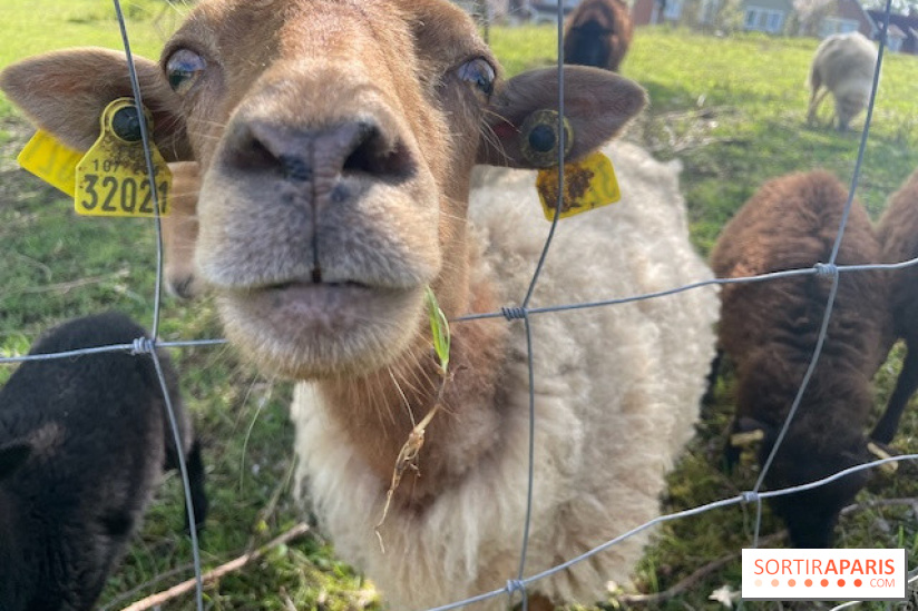 Center Parcs Lac d'Ailette - IMG 7621