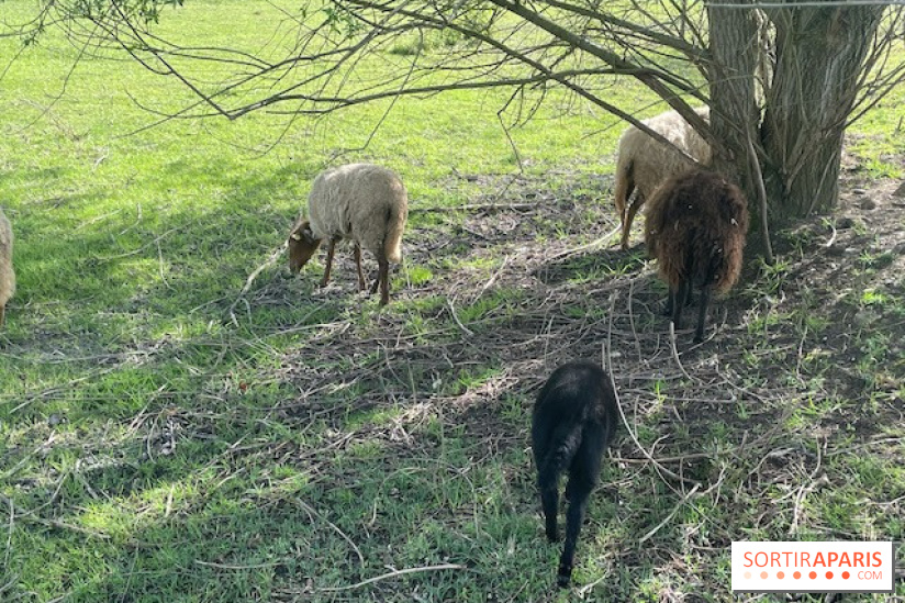 Center Parcs Lac d'Ailette - IMG 7623