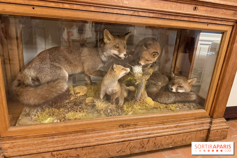 Renards naturalisés du domaine
