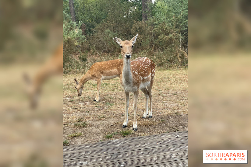 CenterParcs : Domaine Le Bois aux Daims et ses alentours