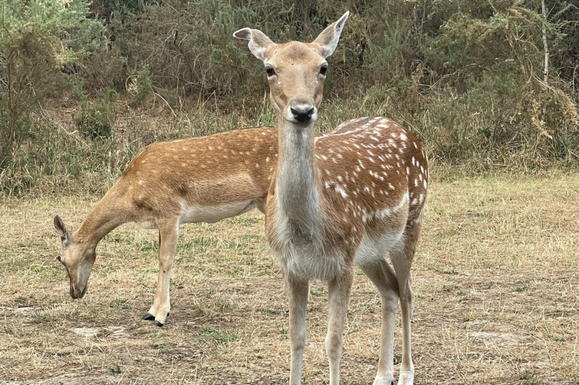 À la découverte du domaine du Bois aux Daims par CenterParcs, test de la réservation de groupe