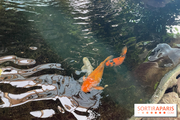 Center Parcs Les Trois Forêts - IMG 2378