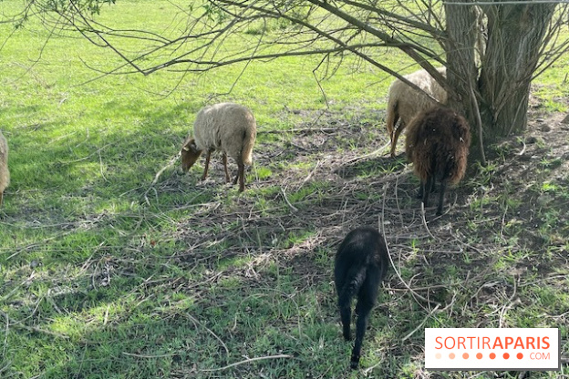 Center Parcs Lac d'Ailette - IMG 7623