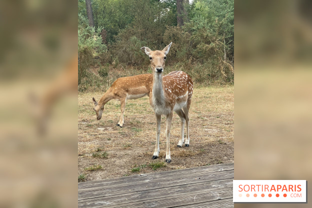 CenterParcs : Domaine Le Bois aux Daims et ses alentours