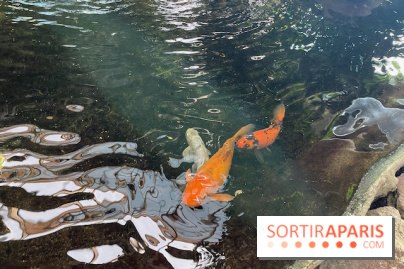 Center Parcs Les Trois Forêts - IMG 2378