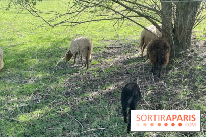 Center Parcs Lac d'Ailette - IMG 7623