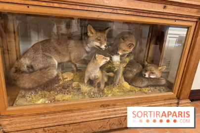 Renards naturalisés du domaine