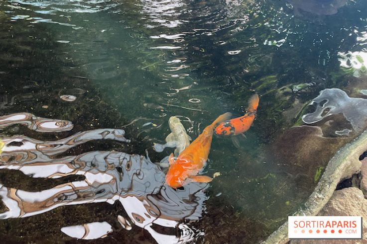 Center Parcs Les Trois Forêts - IMG 2378