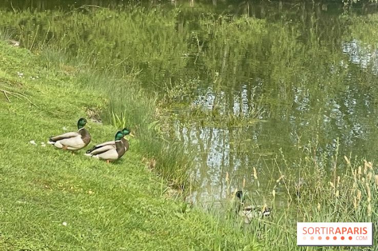 Center Parcs Lac d'Ailette - IMG 7613