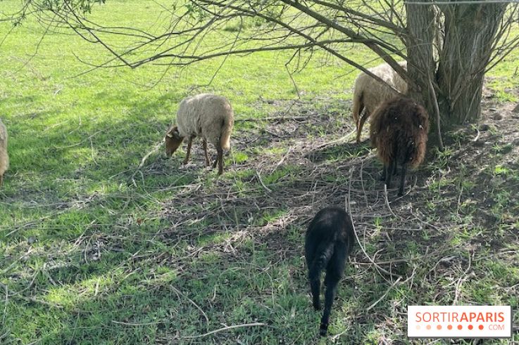 Center Parcs Lac d'Ailette - IMG 7623