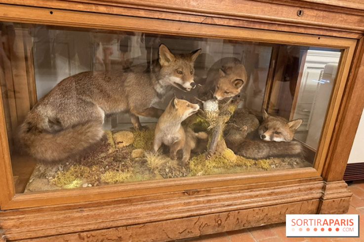 Renards naturalisés du domaine