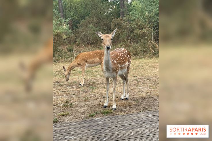 CenterParcs : Domaine Le Bois aux Daims et ses alentours