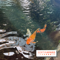 Center Parcs Les Trois Forêts - IMG 2378