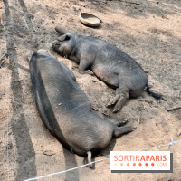 Center Parcs Landes de Gascogne : Nos Photos - IMG 6505