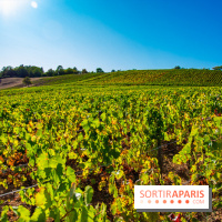 Le Château de Vault-de-Lugny - excursions dans la région