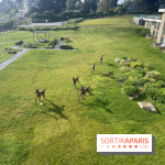 Emeria Dinard