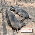 Center Parcs Landes de Gascogne : Nos Photos - IMG 6505