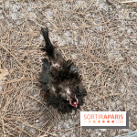 Center Parcs Landes de Gascogne : Nos Photos - IMG 6509