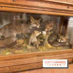 Renards naturalisés du domaine