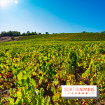 Le Château de Vault-de-Lugny - excursions dans la région