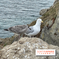 Villa Reine Hortense à Dinard : nos photos - IMG 1487