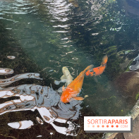 Center Parcs Les Trois Forêts - IMG 2378