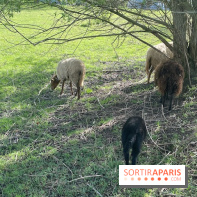 Center Parcs Lac d'Ailette - IMG 7623