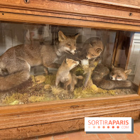 Renards naturalisés du domaine