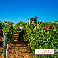 Le Château de Vault-de-Lugny - excursions dans la région