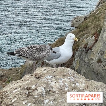 Villa Reine Hortense à Dinard : nos photos - IMG 1487