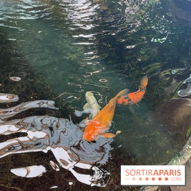 Center Parcs Les Trois Forêts - IMG 2378