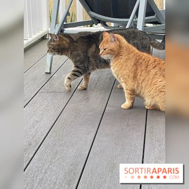 Center Parcs Lac d'Ailette - IMG 7729