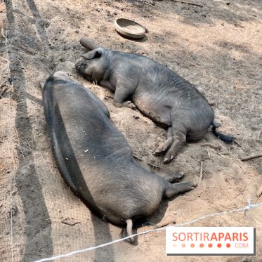 Center Parcs Landes de Gascogne : Nos Photos - IMG 6505