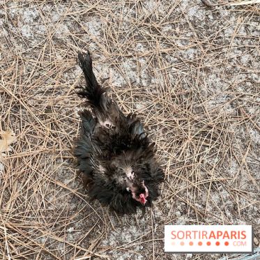 Center Parcs Landes de Gascogne : Nos Photos - IMG 6509