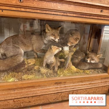 Renards naturalisés du domaine