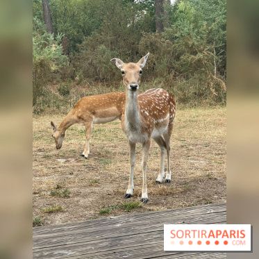 CenterParcs : Domaine Le Bois aux Daims et ses alentours