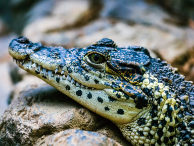 La Ferme aux Crocodiles, une belle expérience à vivre en famille