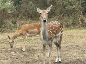 À la découverte du domaine du Bois aux Daims par CenterParcs, test de la réservation de groupe