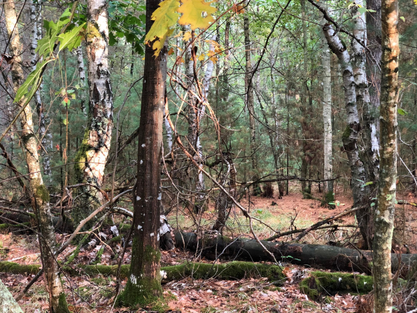 La Sologne : week-end au vert entre forêts et châteaux