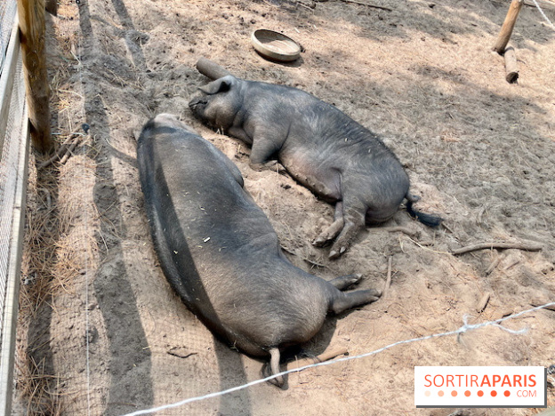 Center Parcs Landes de Gascogne : Nos Photos - IMG 6505