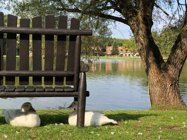 La Sologne : une pause au vert entre forêts et châteaux
