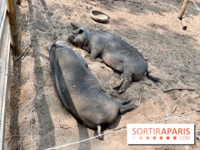 Center Parcs Landes de Gascogne : Nos Photos - IMG 6505