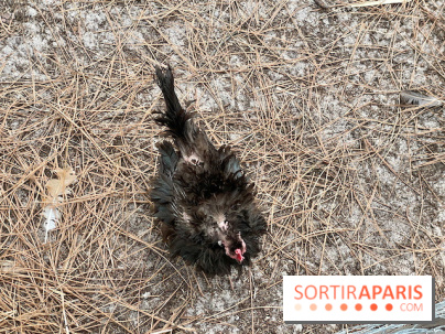 Center Parcs Landes de Gascogne : Nos Photos - IMG 6509