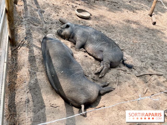 Center Parcs Landes de Gascogne : Nos Photos - IMG 6505