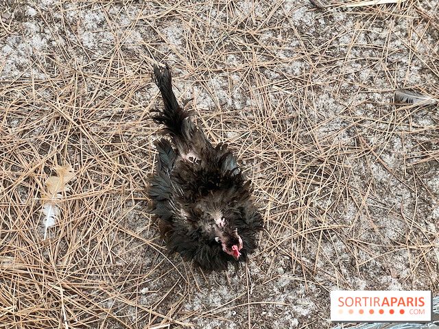 Center Parcs Landes de Gascogne : Nos Photos - IMG 6509