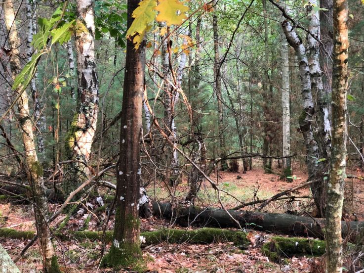 La Sologne : week-end au vert entre forêts et châteaux